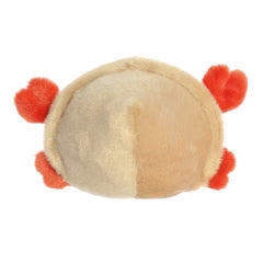 Tide Hermit Crab