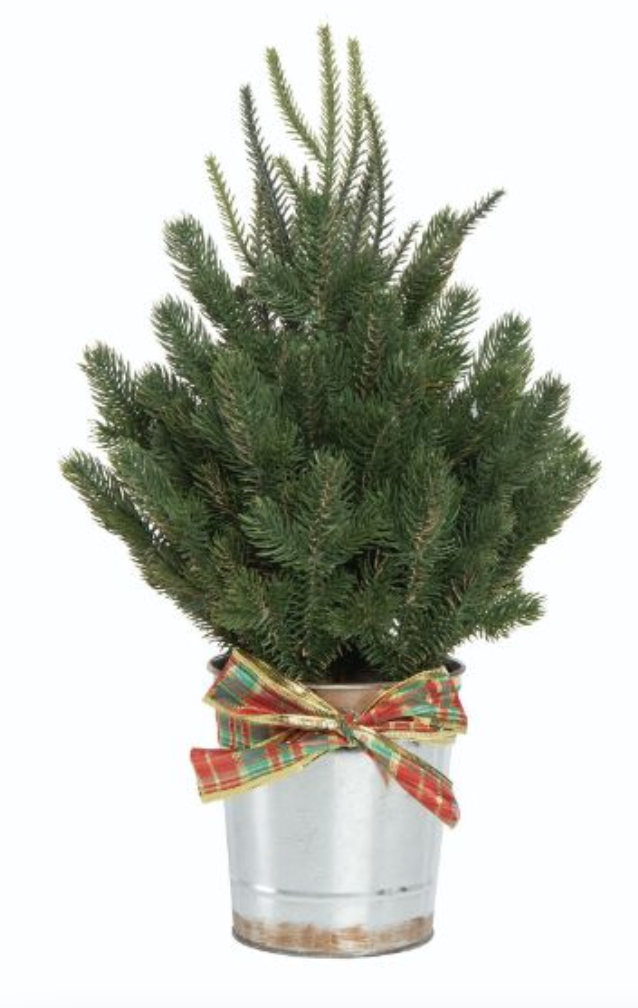 SM Holiday Tree/Metal Bucket